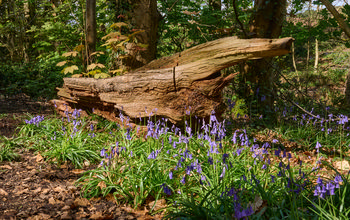 This landscape photograph captures a vibrant patch of bluebells growing beside a decaying log in a woodland area. The scene is illuminated by the soft morning light, which highlights the lush green plants and the textures of the aged wood. Taken during spring, the image showcases the seasonal bloom of bluebells and the fresh foliage surrounding the trees. The natural beauty of the woodland is enhanced by the interplay of sunlight and shade, emphasizing the renewal and growth associated with spring.